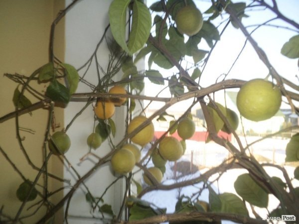 Заступник мера на Волині вирощує лимони, мандарини і  гусей. ФОТО